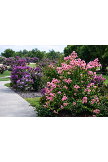 Лагерстремія Петіт Орчід в саду